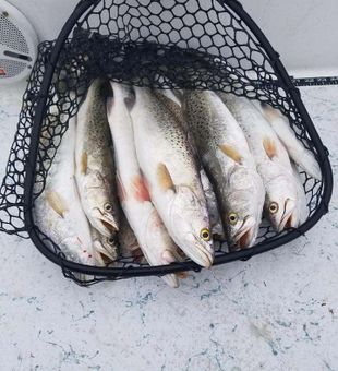 Spotted Sea Trout Species in Port Mansfield 